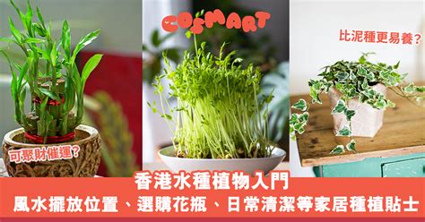 浴室水種植物|水種新手入門指南：15 種室內水種植物推薦 